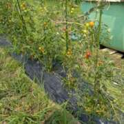 ヒメ日記 2025/07/03 15:34 投稿 あやの あげまん 梅田店