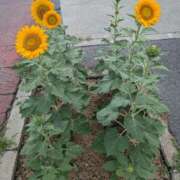 ヒメ日記 2025/08/18 22:28 投稿 あやの あげまん 梅田店