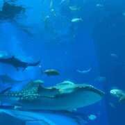 ヒメ日記 2026/04/02 21:15 投稿 あんな【山本〇月激似の美女】 STELLA TOKYO－ステラトウキョウ－