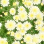 ヒメ日記 2025/09/04 14:13 投稿 ひまり CLUB DEEP 博多