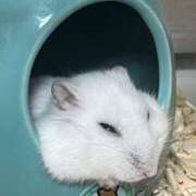 ヒメ日記 2026/02/26 16:04 投稿 いちか☆顔出し動画OP可能☆ 京都Jewel