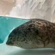 ヒメ日記 2026/02/17 01:34 投稿 川村さくら 禁断のメンズエステR-18堺・南大阪店