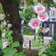 ヒメ日記 2025/07/22 01:43 投稿 友利みと 美魔女エステ