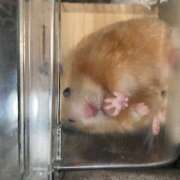 ヒメ日記 2025/07/29 09:17 投稿 ゆか 日本橋熟女咲裸（さくら）