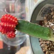 ヒメ日記 2025/08/14 08:17 投稿 ゆか 日本橋熟女咲裸（さくら）