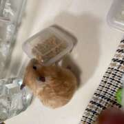 ヒメ日記 2025/12/07 10:18 投稿 ゆか 日本橋熟女咲裸（さくら）