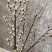 ヒメ日記 2026/01/25 09:56 投稿 まい(昭和44年生まれ) 熟年カップル名古屋～生電話からの営み～