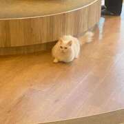 ヒメ日記 2025/07/21 22:12 投稿 ちか 渋谷 風俗 いきなりビンビン伝説