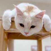 ヒメ日記 2025/07/04 12:10 投稿 ハル ミセスClub