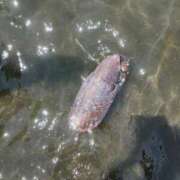 ヒメ日記 2025/08/02 21:00 投稿 さとみ ふぞろいの人妻たち