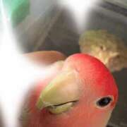 ヒメ日記 2025/08/21 13:30 投稿 さとみ ふぞろいの人妻たち