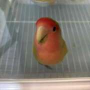 ヒメ日記 2025/09/24 05:01 投稿 さとみ ふぞろいの人妻たち