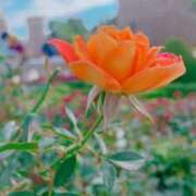 ヒメ日記 2025/07/08 11:10 投稿 あいす 奥鉄オクテツ東京店（デリヘル市場）