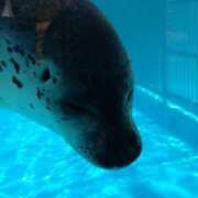 ヒメ日記 2025/07/29 13:39 投稿 せな 熟女の風俗最終章 新潟店