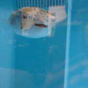 ヒメ日記 2025/08/05 12:59 投稿 せな 熟女の風俗最終章 新潟店