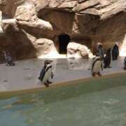 ヒメ日記 2025/08/10 10:29 投稿 せな 熟女の風俗最終章 新潟店