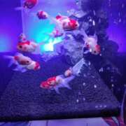 ヒメ日記 2025/09/01 09:19 投稿 せな 熟女の風俗最終章 新潟店