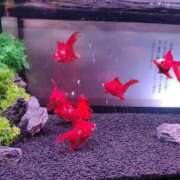 ヒメ日記 2025/09/05 09:49 投稿 せな 熟女の風俗最終章 新潟店