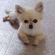 ヒメ日記 2025/10/01 14:43 投稿 しずか モアグループ神栖人妻花壇