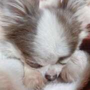 ヒメ日記 2026/01/15 16:15 投稿 しずか モアグループ神栖人妻花壇