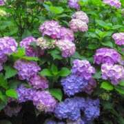 ヒメ日記 2025/07/07 22:35 投稿 ゆず 性腺熟女100％鶯谷（デリヘル市場）