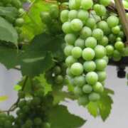 ヒメ日記 2025/07/18 16:05 投稿 ゆず 性腺熟女100％鶯谷（デリヘル市場）