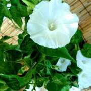 ヒメ日記 2025/07/20 08:30 投稿 ゆず 性腺熟女100％鶯谷（デリヘル市場）