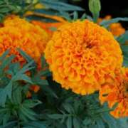 ヒメ日記 2025/07/26 07:30 投稿 ゆず 性腺熟女100％鶯谷（デリヘル市場）