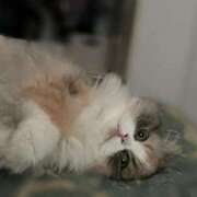 ヒメ日記 2026/02/12 09:01 投稿 神楽のあ Etoile（エトワール）