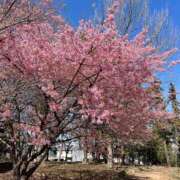 ヒメ日記 2026/04/15 20:02 投稿 あゆみ 柏人妻花壇