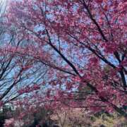 ヒメ日記 2026/04/26 17:37 投稿 あゆみ 柏人妻花壇