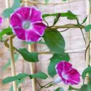 ヒメ日記 2025/07/07 08:30 投稿 あき 梅田アバンチュール