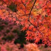 ヒメ日記 2025/11/10 08:12 投稿 あき 梅田アバンチュール