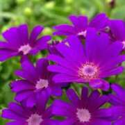 ヒメ日記 2025/11/20 07:12 投稿 あき 梅田アバンチュール