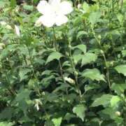 ヒメ日記 2025/08/01 09:25 投稿 東雲（しののめ） 熟女の風俗最終章 大宮店