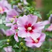 ヒメ日記 2025/07/27 12:45 投稿 ゆず 性腺熟女100％（デリヘル市場）