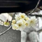 ヒメ日記 2026/02/12 14:50 投稿 なぎこ 越谷熟女デリヘル マダムエプロン