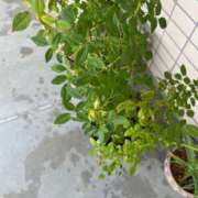 ヒメ日記 2025/08/26 08:01 投稿 みずほ 西川口おかあさん