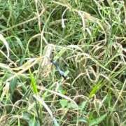 ヒメ日記 2025/08/28 08:01 投稿 みずほ 西川口おかあさん