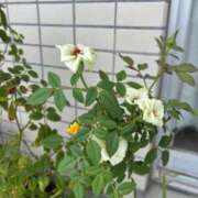 ヒメ日記 2025/09/11 07:51 投稿 みずほ 西川口おかあさん