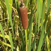 ヒメ日記 2025/09/24 08:54 投稿 みずほ 西川口おかあさん