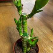 ヒメ日記 2025/09/30 06:31 投稿 みずほ 西川口おかあさん