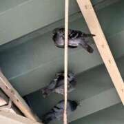 ヒメ日記 2025/10/15 07:36 投稿 みずほ 西川口おかあさん