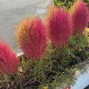 ヒメ日記 2025/10/28 07:46 投稿 みずほ 西川口おかあさん