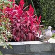 ヒメ日記 2025/12/11 07:27 投稿 みずほ 西川口おかあさん