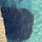 ヒメ日記 2025/12/13 07:16 投稿 みずほ 西川口おかあさん