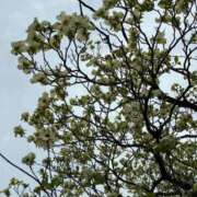 ヒメ日記 2026/04/16 06:46 投稿 みずほ 西川口おかあさん