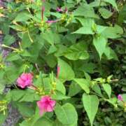 ヒメ日記 2025/10/21 07:26 投稿 みずほ 大宮おかあさん