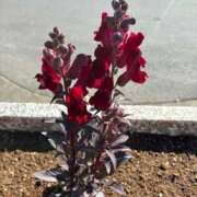 ヒメ日記 2025/12/08 10:46 投稿 みずほ 大宮おかあさん