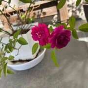 ヒメ日記 2025/12/23 07:56 投稿 みずほ 大宮おかあさん